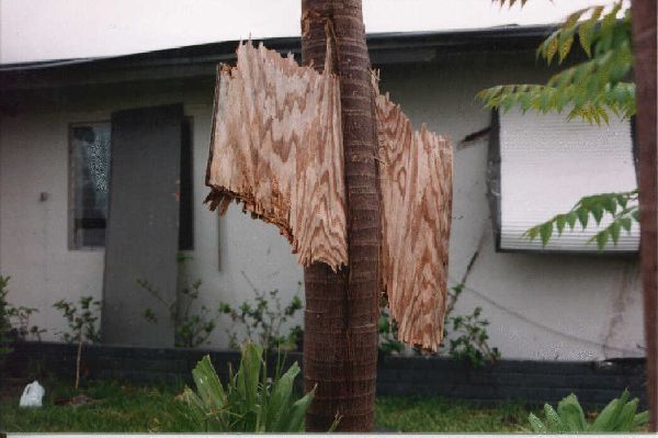 Tree Trunk pierced by the winds of Hurricane Andrew 600x399 42K